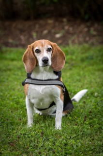 Little beagle bitch sits in a meadow with her harness on