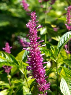 Close-up of a purple flower with green leaves in a summer garden, puerto de la cruz, tenerife,