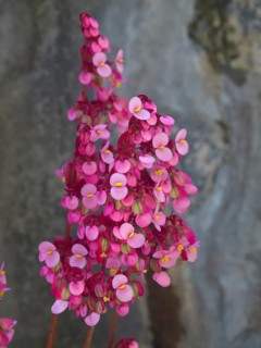 Close-up of pink and rose flowers against a stone background, puerto de la cruz, tenerife, spain