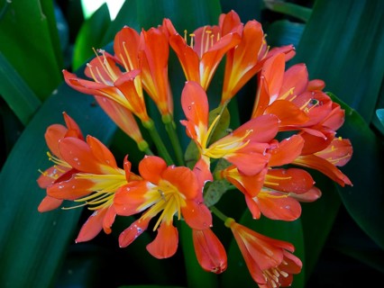 Orange flowers with yellow centres blooming on green leaves, puerto de la cruz, tenerife, spain