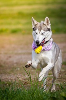 Husky lady retrieves her yellow toy