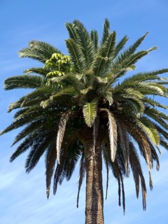 Lush palm tree in an open sky in sunny weather, puerto de la cruz, tenerife, spain