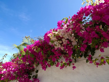 Pink and white flowers hanging over a wall under a clear blue sky, puerto de la cruz, tenerife,