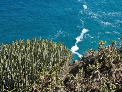 Blü ocean with waves crashing against a cliff covered in cactus plants, puerto de la cruz,