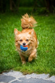 Small brown mixed-breed dog with ball on a green meadow in the garden