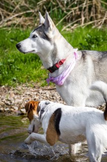 A husky with a bandana and a terrier in the water together