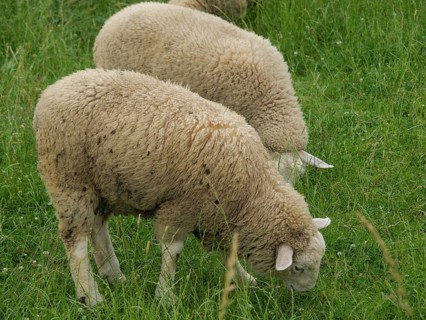 Two sheep grazing on a green meadow, Velen, North Rhine-Westphalia, Germany, Europe