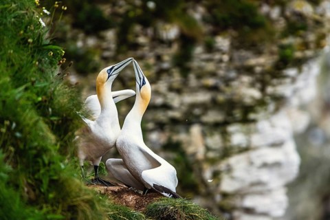 Northern Gannet, Morus bassanus, pair of birds on the cliff, Bempton Cliffs, North Yorkshire,