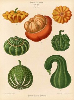 Vegetables, ornamental pumpkins, after Ernst Samuel Benary (10 November 1819, 19 February 1893),