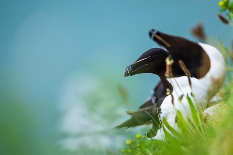 Razorbill, Alca Torda, birds on cliffs, Bempton Cliffs, North Yorkshire, England, United Kingdom,