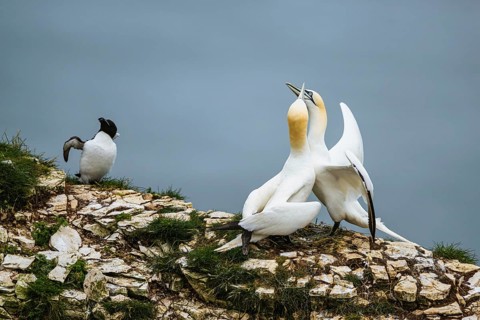 Northern Gannet, Morus bassanus and Razorbill, Alca Torda, birds on cliff, Bempton Cliffs, North