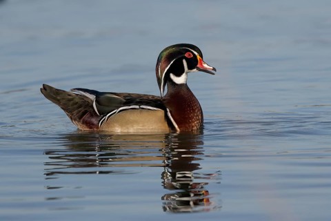 Wood duck (Aix sponsa), floating, Austria, Lower Austria, Europe