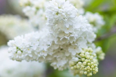 Blooming lilac in the botanical garden in spring