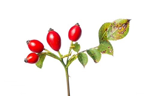 Rose hip (Rosa canina), hedge, woody plant, shrub, free-standing plant, Vechta, Lower Saxony,