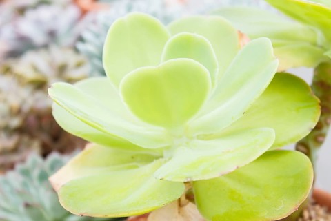 Beautiful succulent plant in greenhouse. Closeup, floral patterns, selective focus