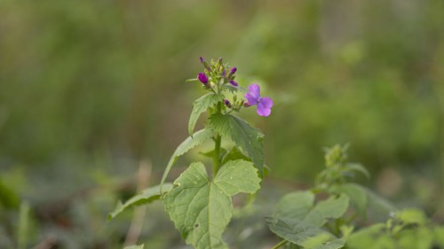 Close-up of an annual honesty (Lunaria annua), garden silver leaf, Judas silver, Judas penny,