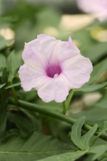 Pruning bindweed (Ipomoea platensis, Convolvulus platensis), flower, native to South America,