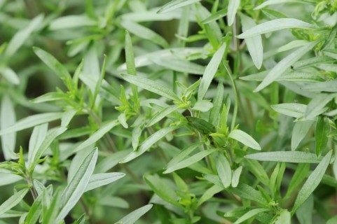 Summer savoury or summer savory (Satureja hortensis), medicinal and aromatic plant, North