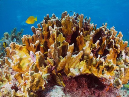 Fire coral (Millepora complanata), dive site John Pennekamp Coral Reef State Park, Key Largo,