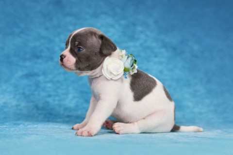 Four weeks young purebred pied French Bulldog puppy with healthy long nose and flower collar