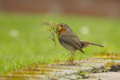 European robin (Erithacus rubecula) adult bird in a garden with nesting material in its beak in