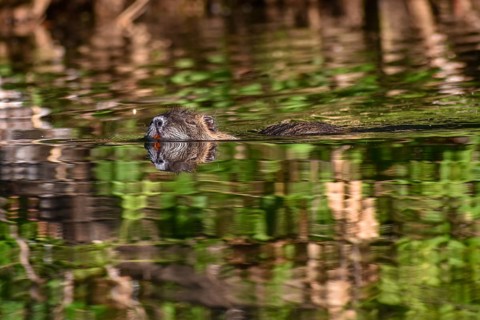 Nutria (Myocastor coypus) swimming in a lake in the wild, with reflections on the water, seen in