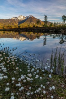 Cottongrasses (Eriophorum), True grasses (Poaceae), Birch (Betula), Betulaceae, bog lake in front