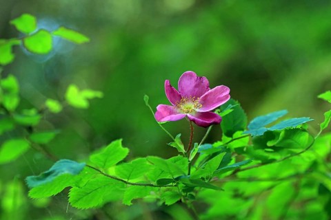 Alpine rose (Rosa pendulina L.)