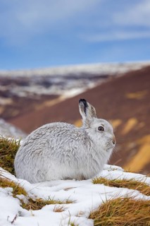 Mountain hare, alpine hare, snow hare (Lepus timidus) in white winter pelage resting in the hills