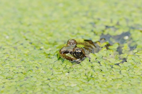 Edible Frog (Pelophylax esculentus, Rana esculenta) in a pond with duckweed (Lemna minor), North