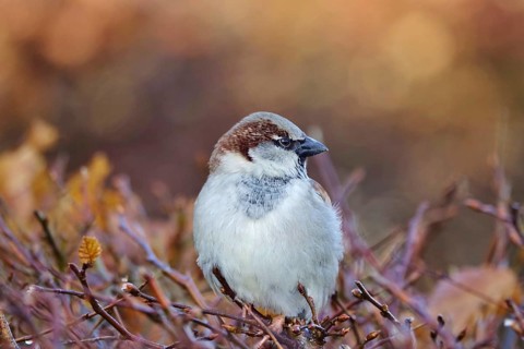 Sparrow on a beech hedge, February, Germany, Europe