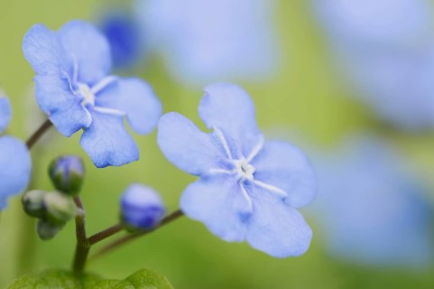 Spring memorial meadowsweet (Omphalodes verna), flowers, North Rhine-Westphalia, Germany, Europe