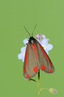 Cinnabar moth (Tyria jacobaeae), North Rhine-Westphalia, Germany, Europe