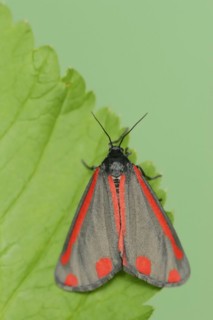 Cinnabar moth (Tyria jacobaeae), North Rhine-Westphalia, Germany, Europe