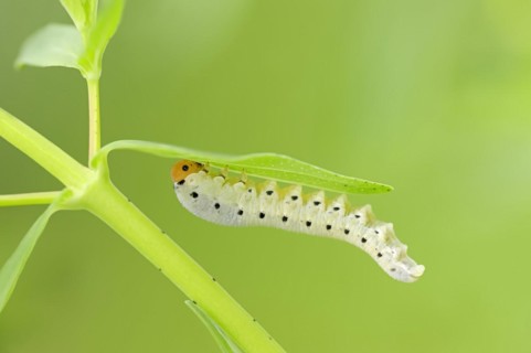 Leaf wasp (Tenthredo zona), larva, North Rhine-Westphalia, Germany, Europe