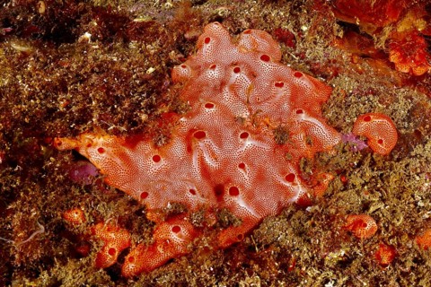 Mediterranean sea strawberry (Aplidium elegans), sea squirt with a structured surface on the seabed