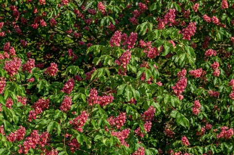 Blooming red horse-chestnut (Aesculus × carnea) artificial hybrid tree showing flowers and leaves