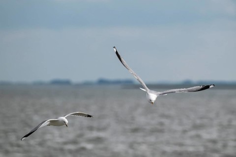Seagulls in flight, in the background Hallig Hooge, North Frisia, Schleswig-Holstein, Germany,