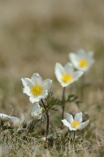 Alpine pasqueflower (Pulsatilla alpina) flowers on a meadow in the alps, Styria