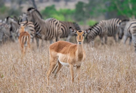 Impala (Aepyceros melampus), adult female in tall grass, Black Heeler Antelope, Kruger National