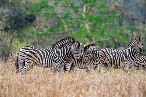Plains zebras (Equus quagga), cuddling, heads together, in high grass, Kruger National Park, South