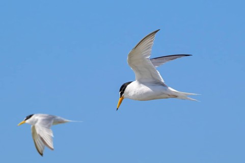 Two little terns (Sternula albifrons, Sterna albifrons) in breeding plumage in flight against blue