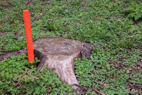 Cut deciduous tree trunk and orange painted wooden stake in spring, Quebec, Canada, North America