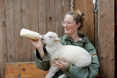 Young woman gives a lamb a bottle of milk in her arms, North Sea island of Borkum, 18.05.2024.
