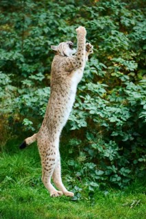Eurasian lynx (Lynx lynx) jumping while hunting, Bavaria, Germany, Europe