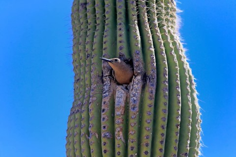 Gila woodpecker (Melanerpes uropygialis), adult, female, looking out of breeding cavity, Saguaro
