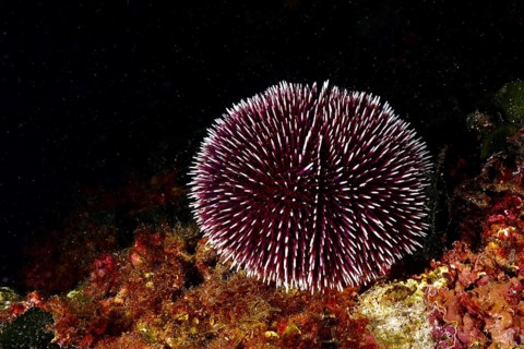 Round, dark-coloured sea urchin with many spiny outgrowths, purple sea urchin (Sphaerechinus