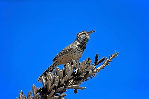 Cactus wren (Campylorhynchus brunneicapillus), adult, on wait, singing, Sonoran Desert, Arizona,