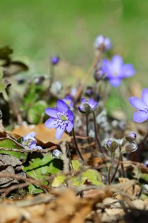 Liverwort (Hepatica nobilis), blue flowers in a forest, North Rhine-Westphalia, Germany, Europe