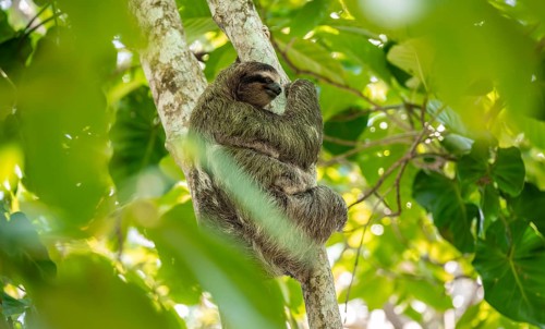 Brown-throated sloth (Bradypus variegatus) on a branch, Cahuita National Park, Costa Rica, Central